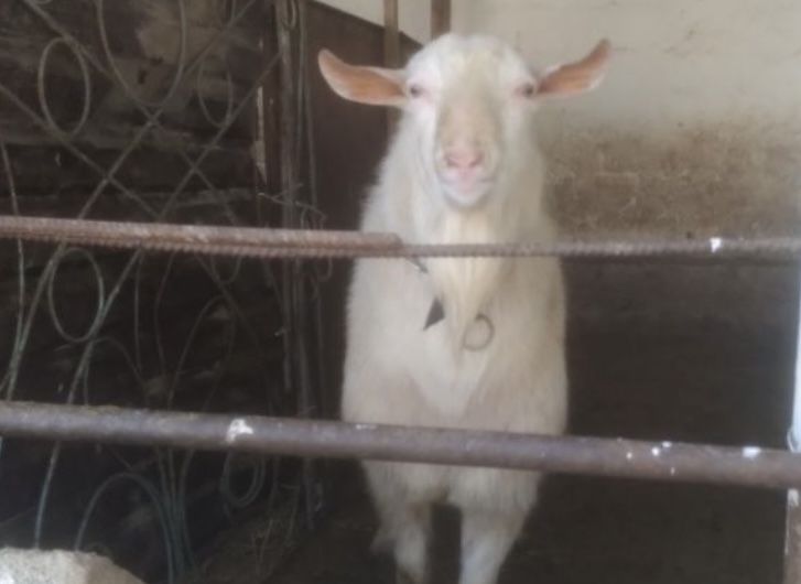 Теке кокбарга занен теке