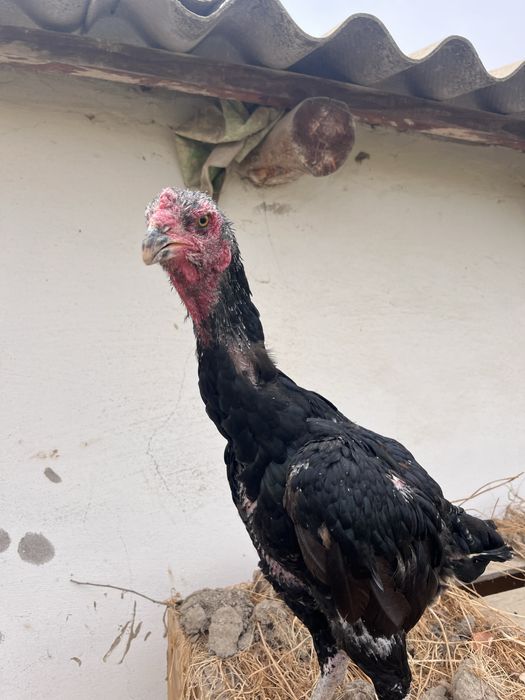 Дакан тулячка срочна