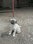 Căței Kangal 3 luni