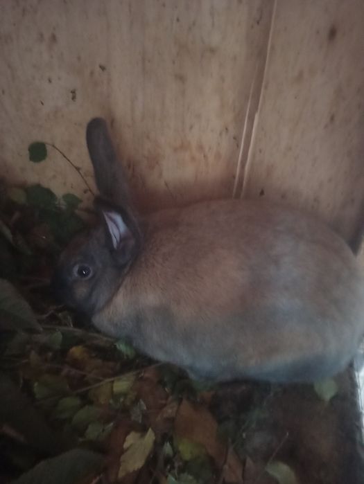 Продаю кролики 2 самца.и 1 самка..