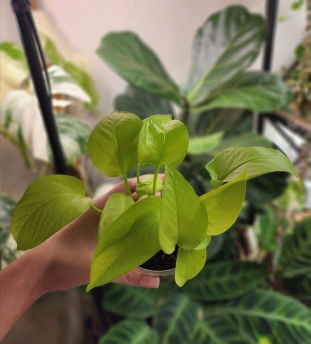 Сциндапсус. Неон