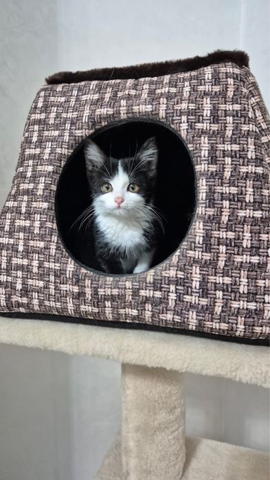 Кошечка в заботливые руки