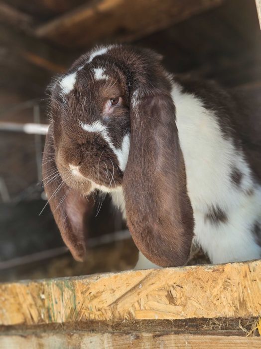 Vând iepurași Berbec German Uriaș și Berbec Pitic