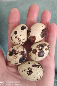 Яйца перепелиные инкубационные за десяток