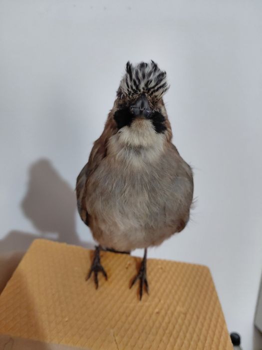 Gaita impaiata, taxidermie G2