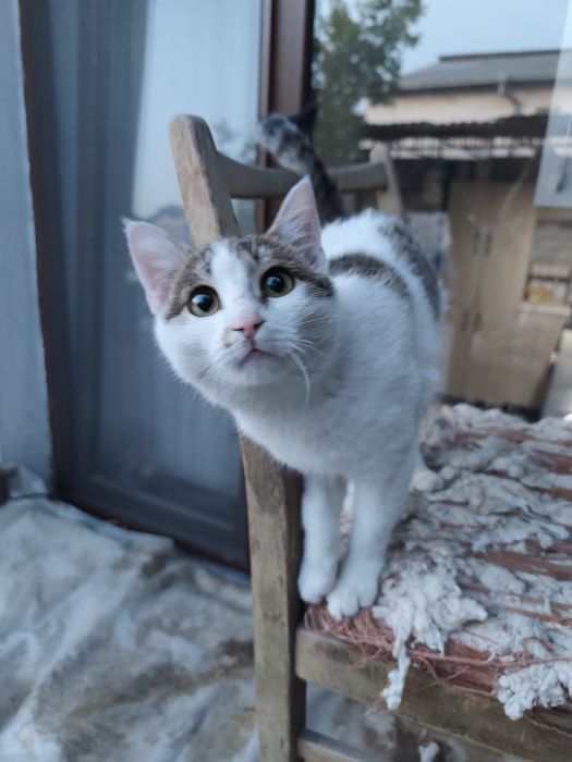 Отдаются домашние кошки в хорошие руки.