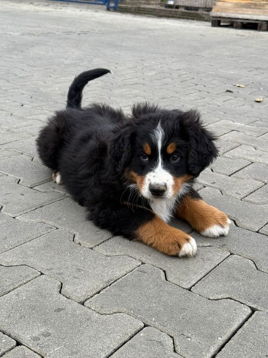 Pui Ciobanesc de Berna Baiat, Cu Pedigree, De Vanzare