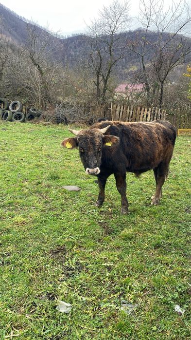 Vand vitel rasa Angus