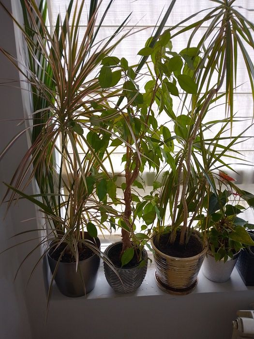 Пет броя цветя: 2  драцени, 2 бенджамина и антуриум