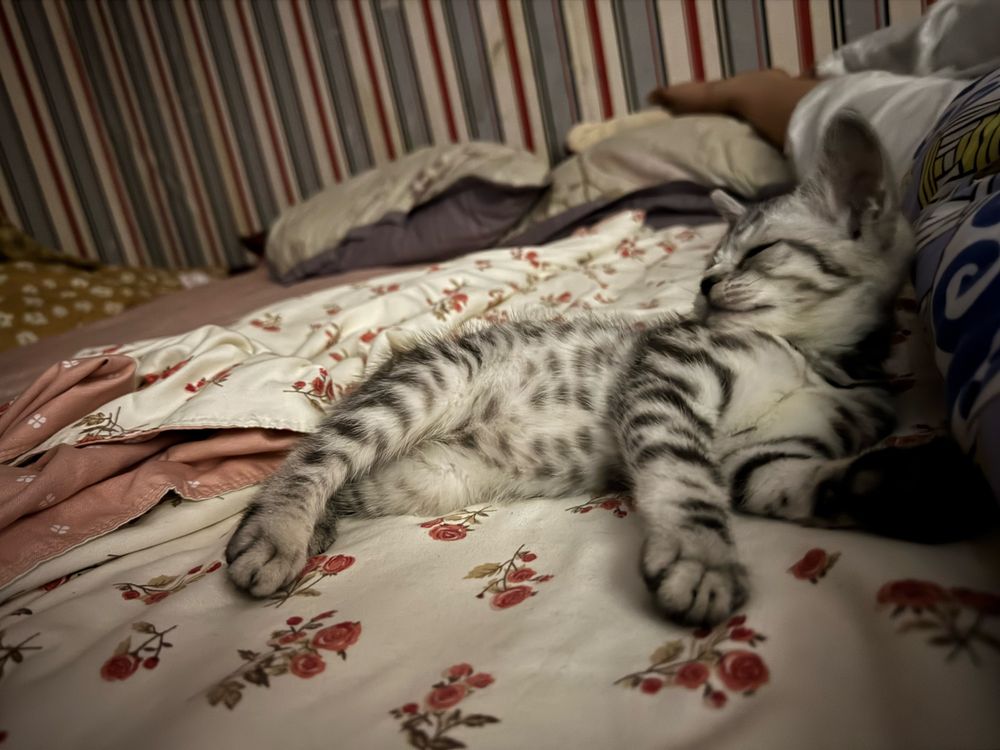 Котенок даром к лотку приучен