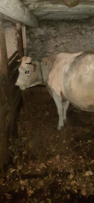 De vânzare vaca cu vitea