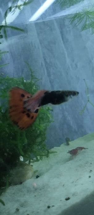 Водоросли, гуппи, улитки, креветк, аквариум и