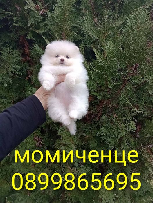 Померания . Момичета