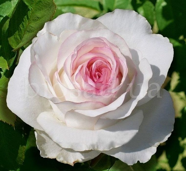 Manzarali gullar atirgul