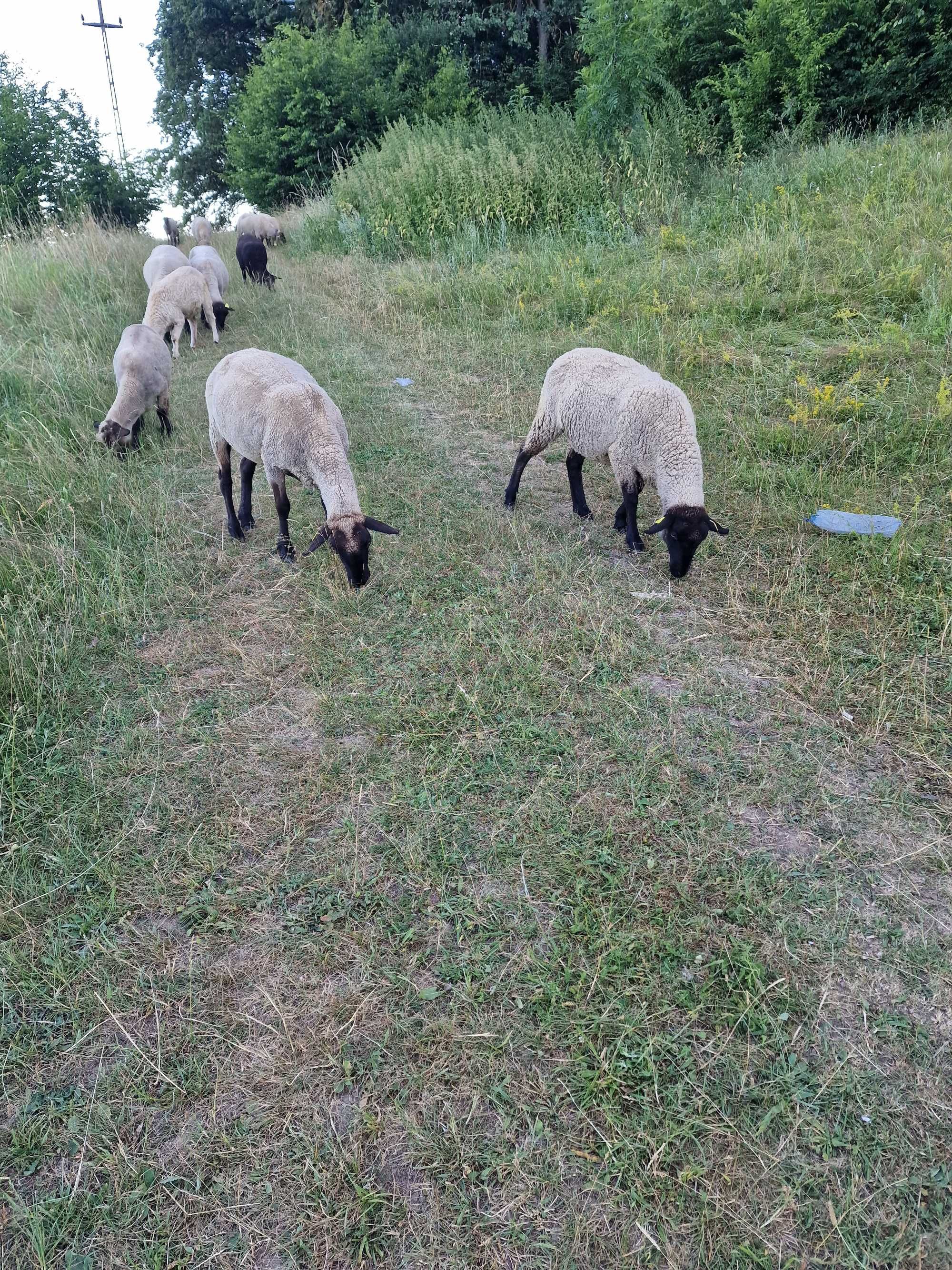 Oi sulfoc 10 bucăți scib pe turcane preze