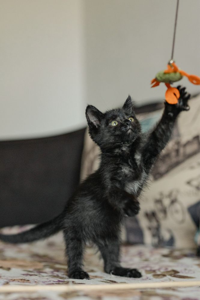 Котенок в поиске дома