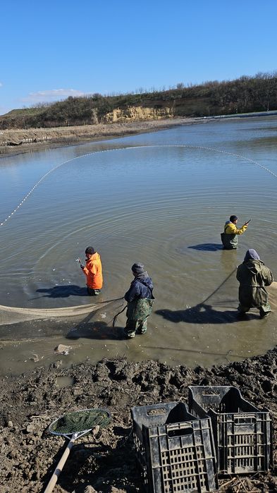 Puiet crap vara I si vara II cu greutatea intre 50 grame si 800 grame.