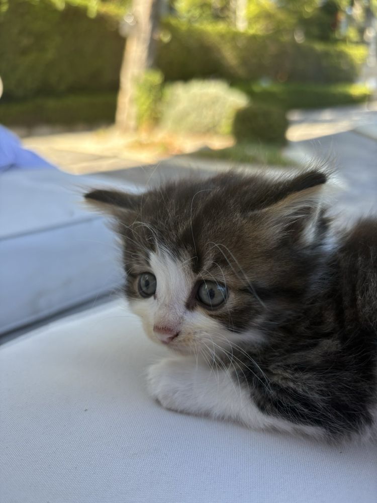 Котенца си търсят дом