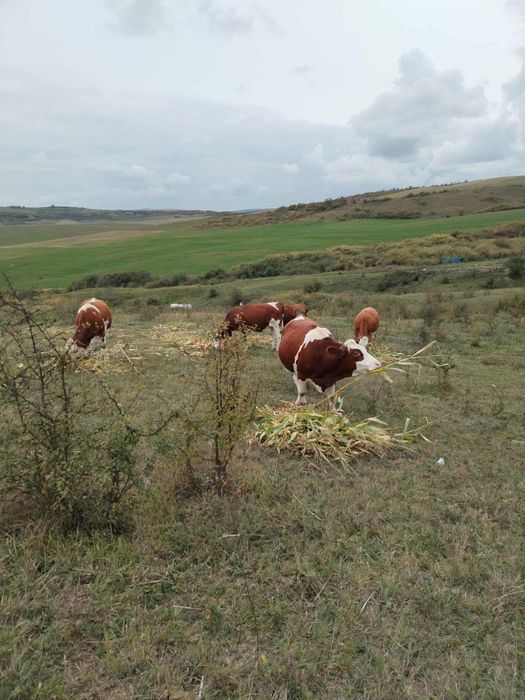 5 juninci gestante de vânzare com Borșa jud Cluj