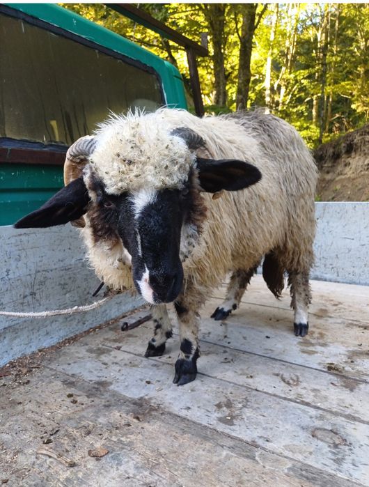 Vând 3 miele din oi bune