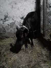 Продам теленка бычок 1.5 месяца от большой коровы