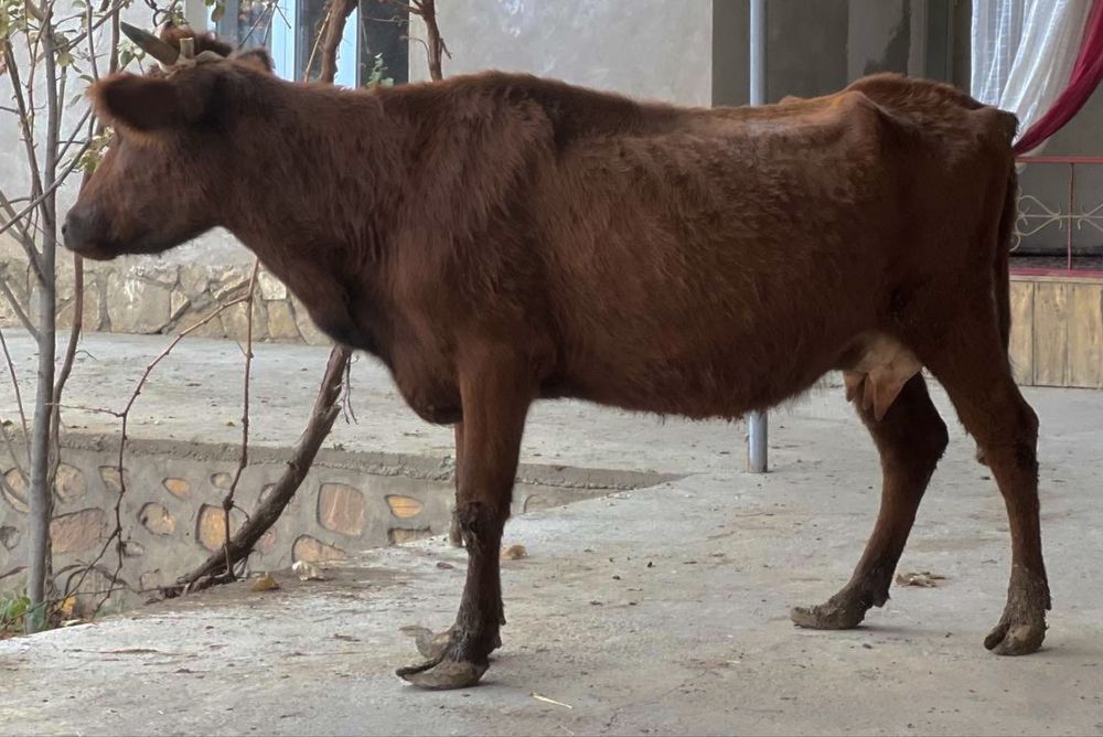 Ona bola sigir sotiladi bolasi buqacha она бола сигир сотилади