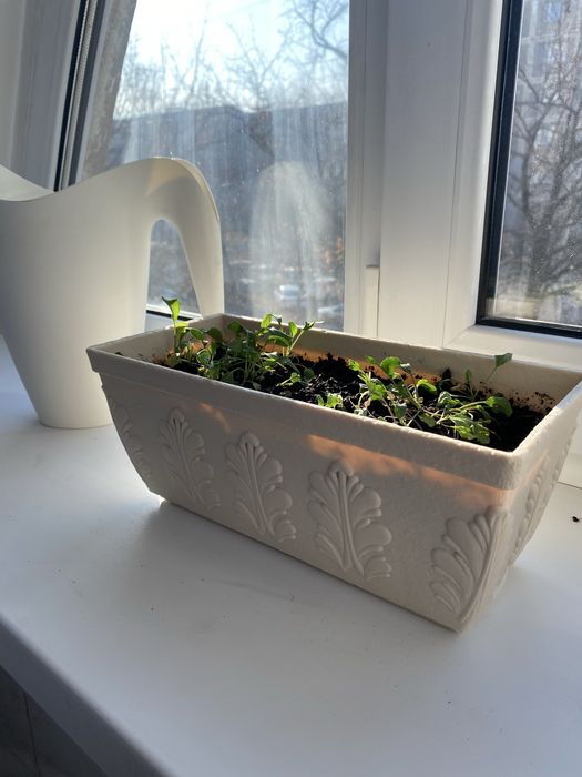 Продаю ящик для рассады