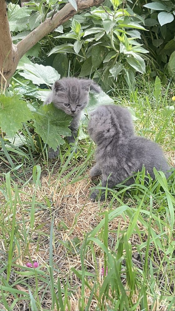 Котята чистокровные Шотладские Вислоухие