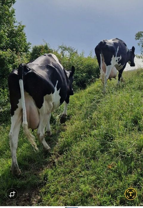 Vând două vaci holstein