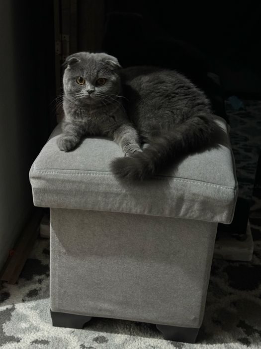 Кошка продается породистая чистоплатная ! 2 года лоток знает отлично .