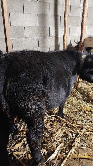 2 vitele angus disponibile