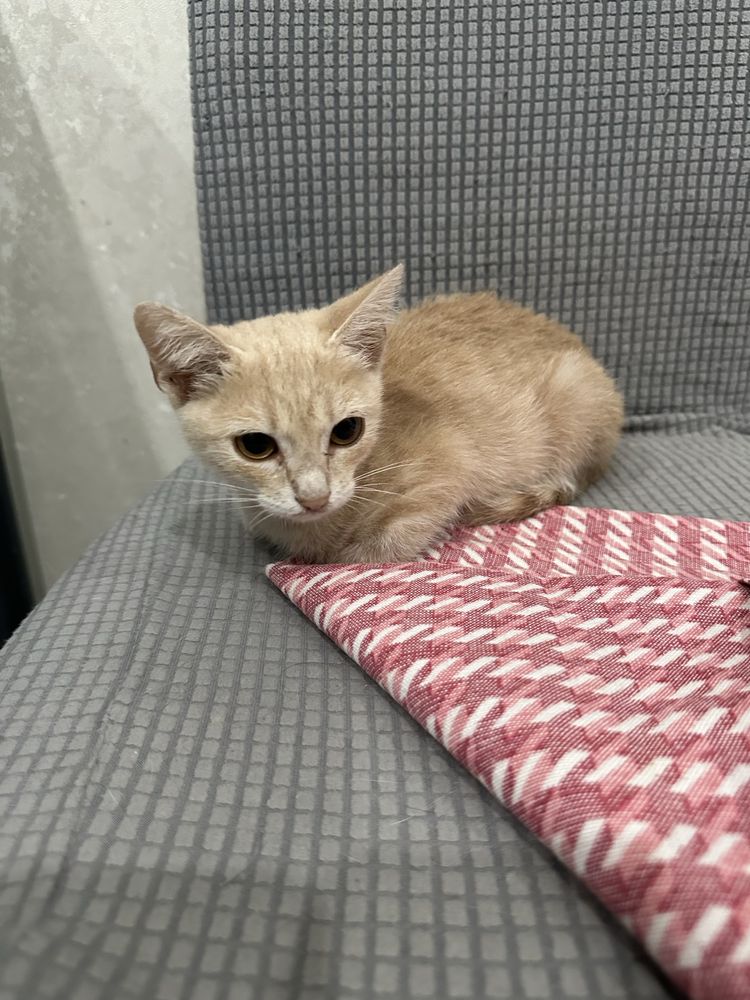 Котенок девочка бесплатно в добрые руки
