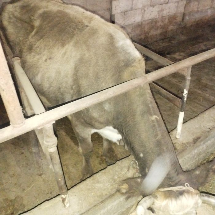 Сиыр сатылады, бір жасар бұзауымен