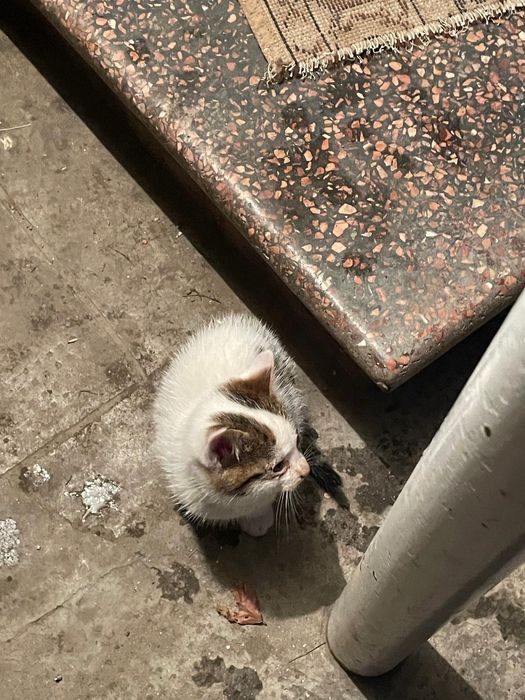 Donez Pisici jucăușe