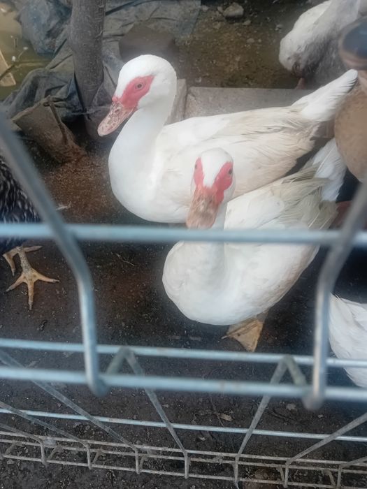 Vând 5  rațe adulte