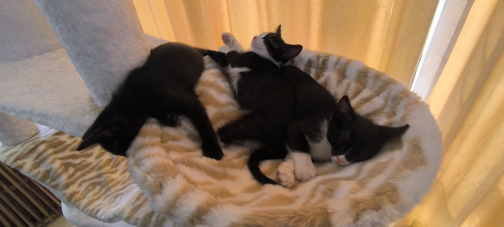 Подарявам котенца