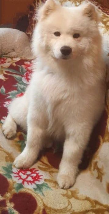 Щенок САМОЕДСКОЙ собаки