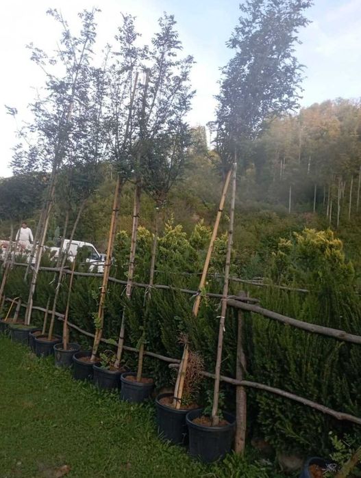 Plante din pepinieră proprie mesteacăn tei și platan