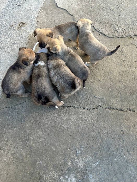 Маленькие щенята бесплатно!!