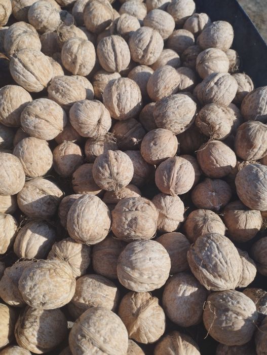 Продам домашние грецкие орехи.