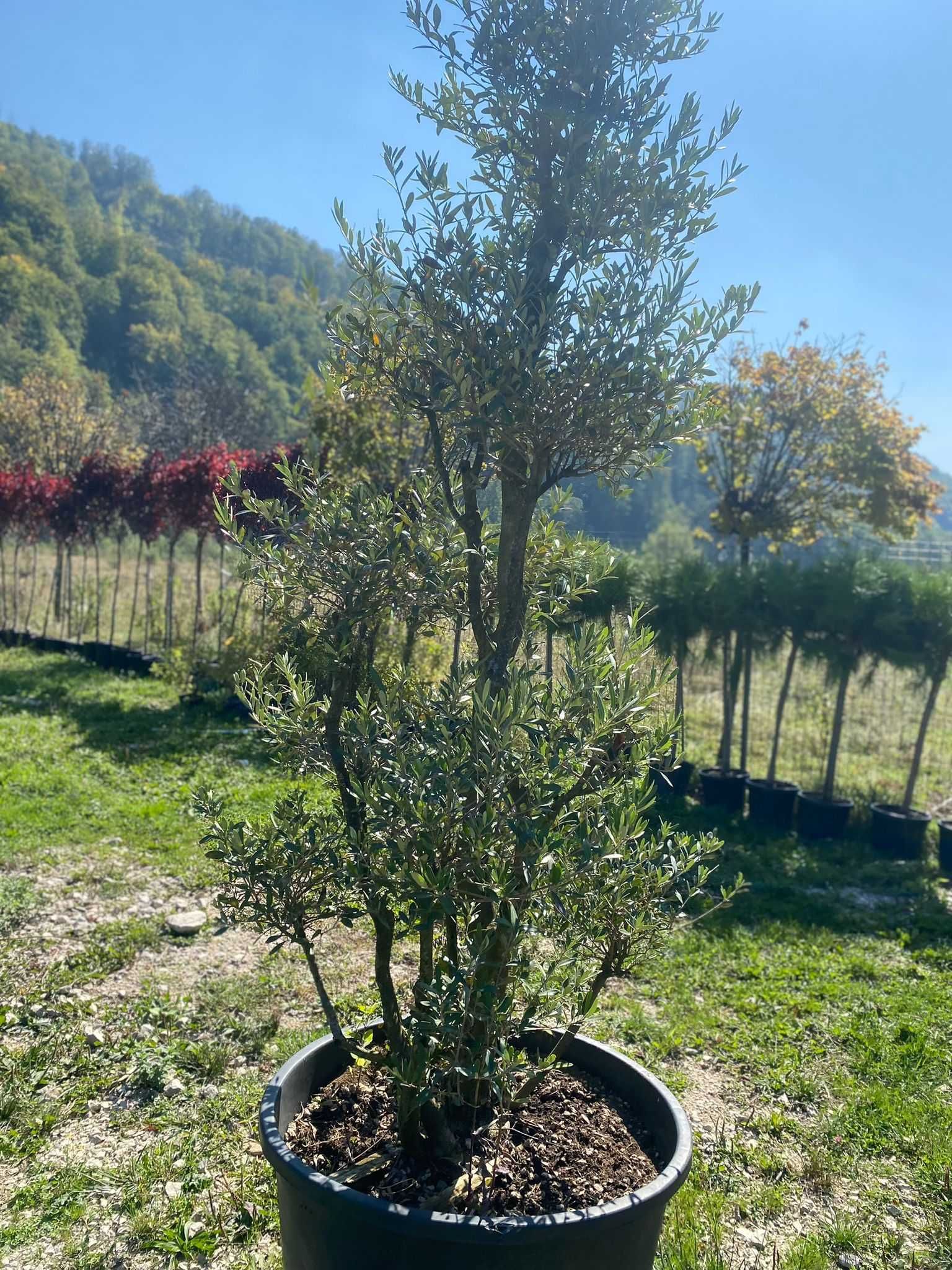 Plante ornamentale de grădină – frumusețe durabilă pentru spațiul tău