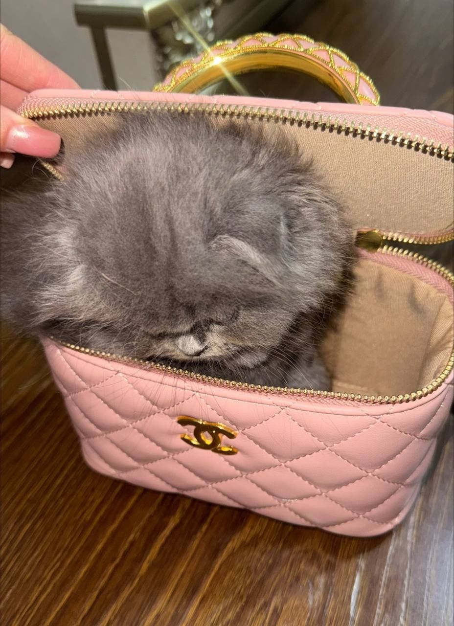 Шотландская вислоухая кошка