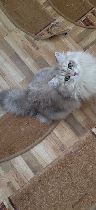 Fetita british longhair blue golden, pedigree, lipicioasa