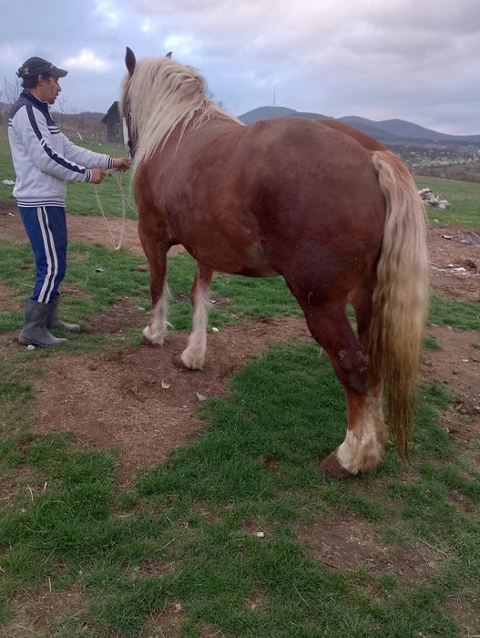 Vând două iepe cuminte garantate la căruță