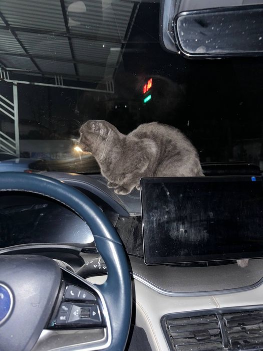 Мушикча сотилади