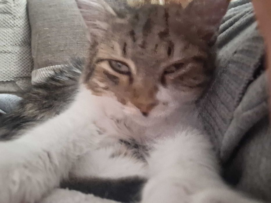 Подарявам котета