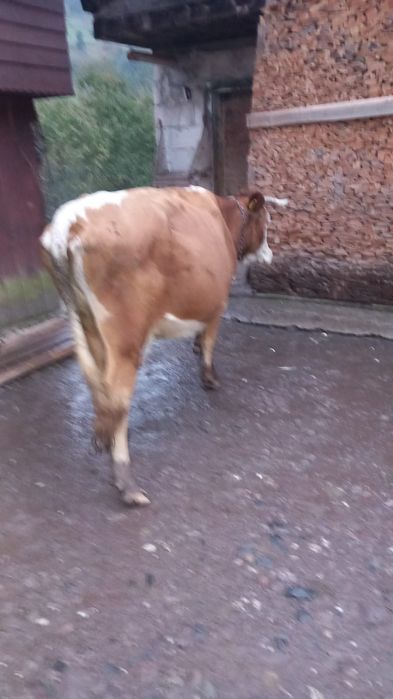 Vând vacă bună de lapte