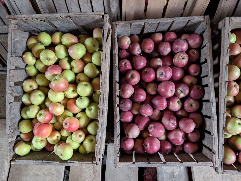 Vând mere pentru consum / suc producție proprie