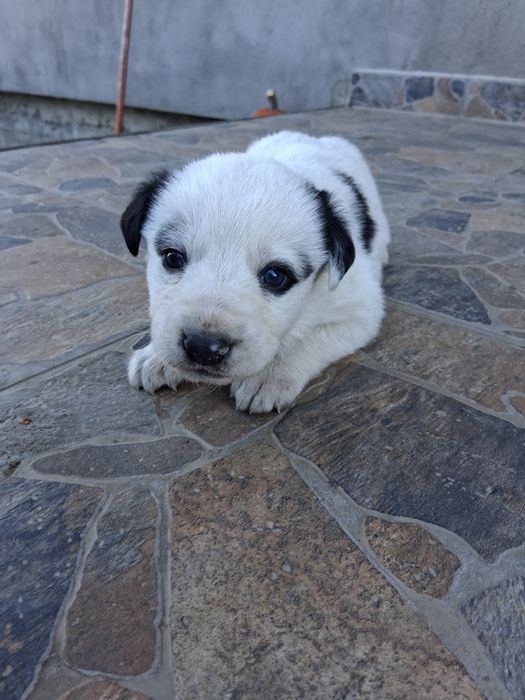 Donez catei ciobănesc
