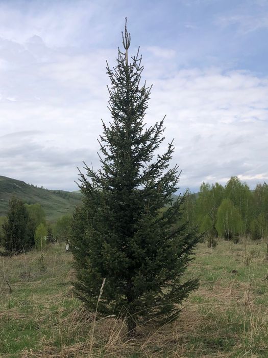 Ель Сосна деревья Клен Береза Рябина Тополь